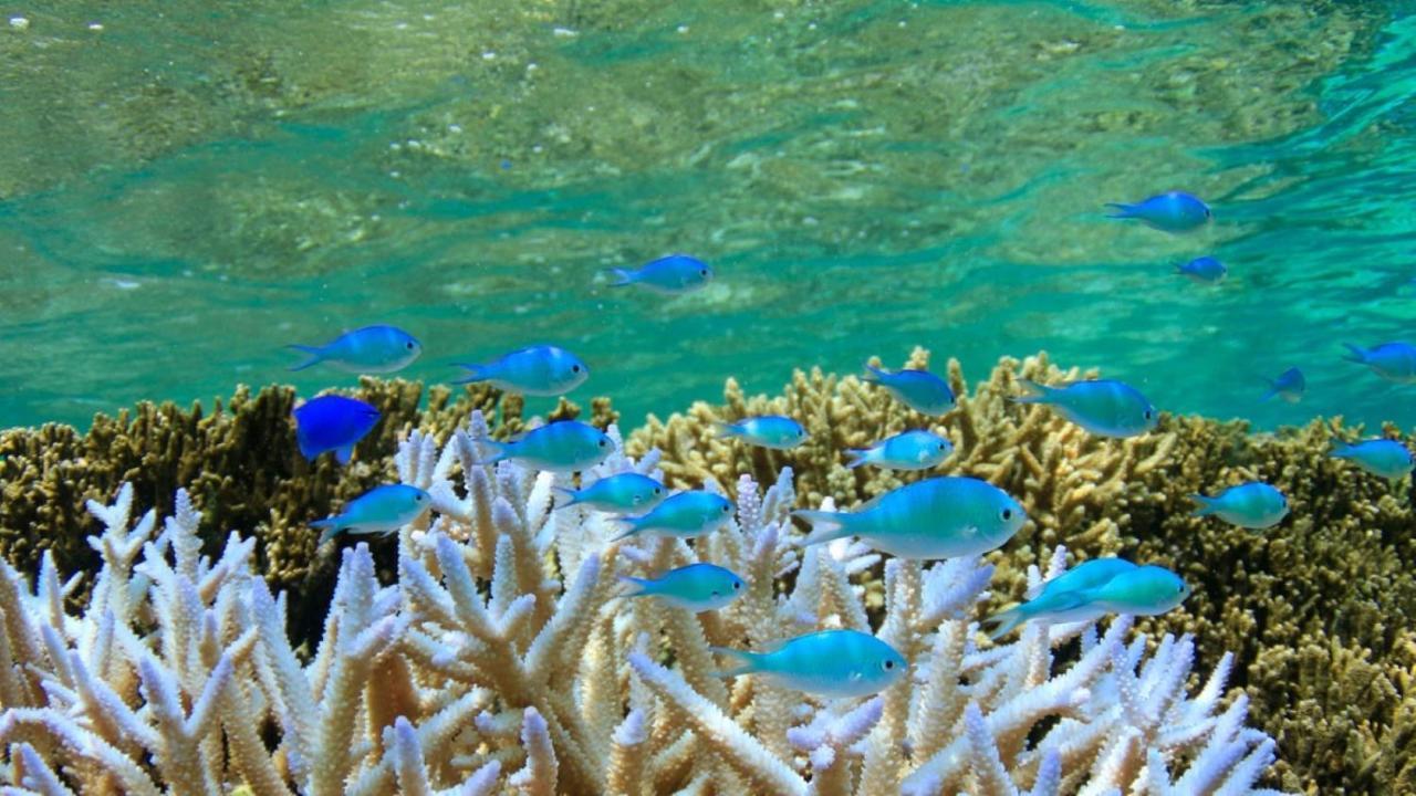 Allamanda Imgya Coral Village Miyakojima  Exteriör bild